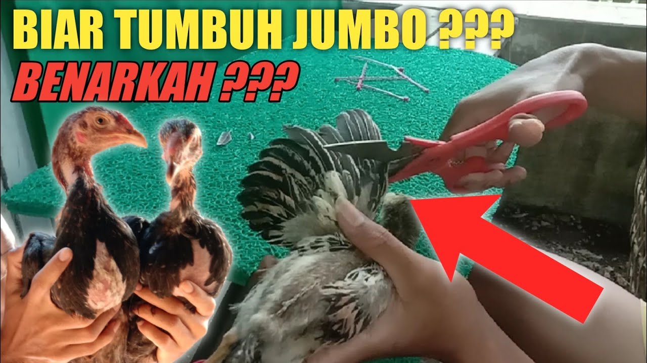 Manfaat Memotong Bulu Anak Ayam | Manfaat Memotong Bulu Sayap Anak Ayam