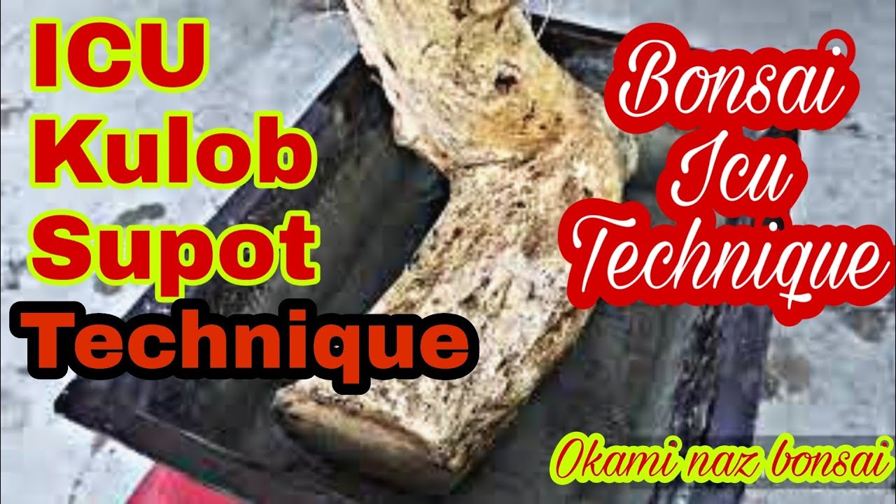 How to plant bonsai materials using ICU technique for beginners, bonsai philippines bonsai tree care
