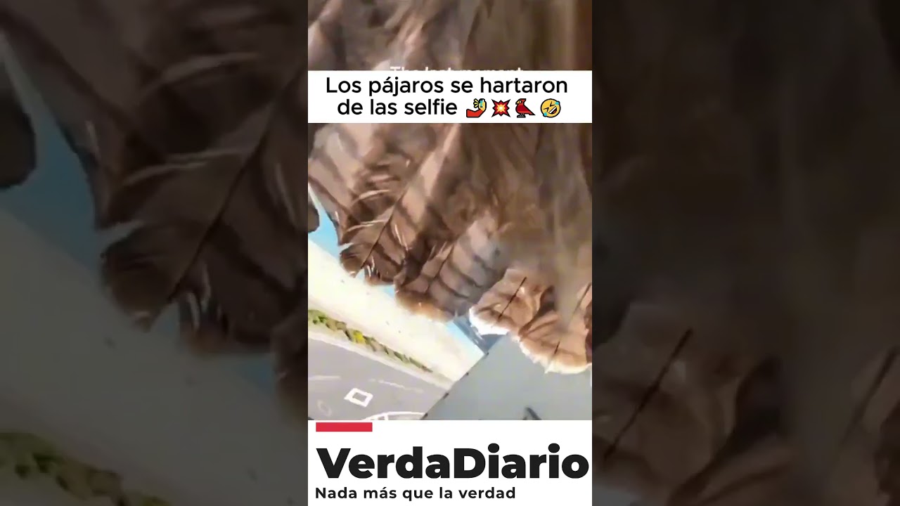 Los p&aacute;jaros se hartaron de las selfie 🤳💥🐦🤣