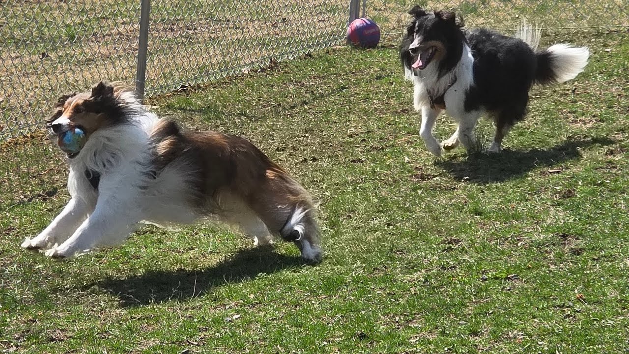 Such A Beautiful Day To Have My 3 Noisy Pups Out & Zelle Wants To Play To![Windy] 🏵🌺💐