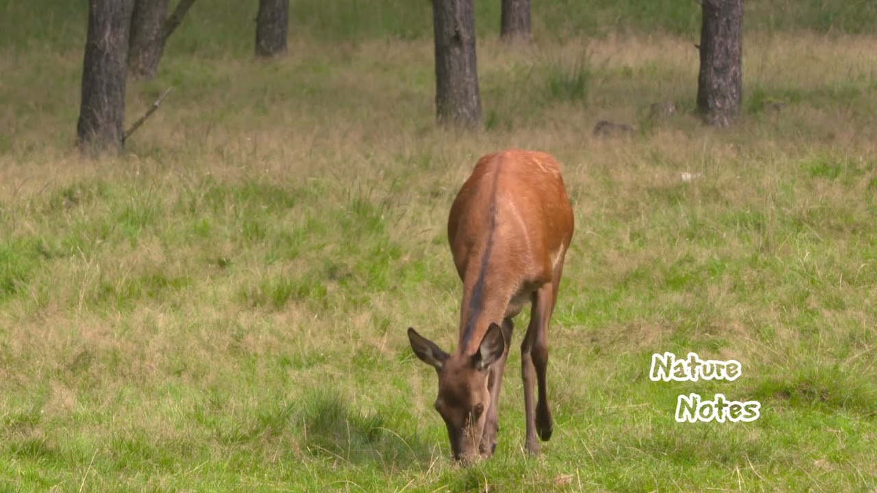 NatureNotes: Red Deer Vibes