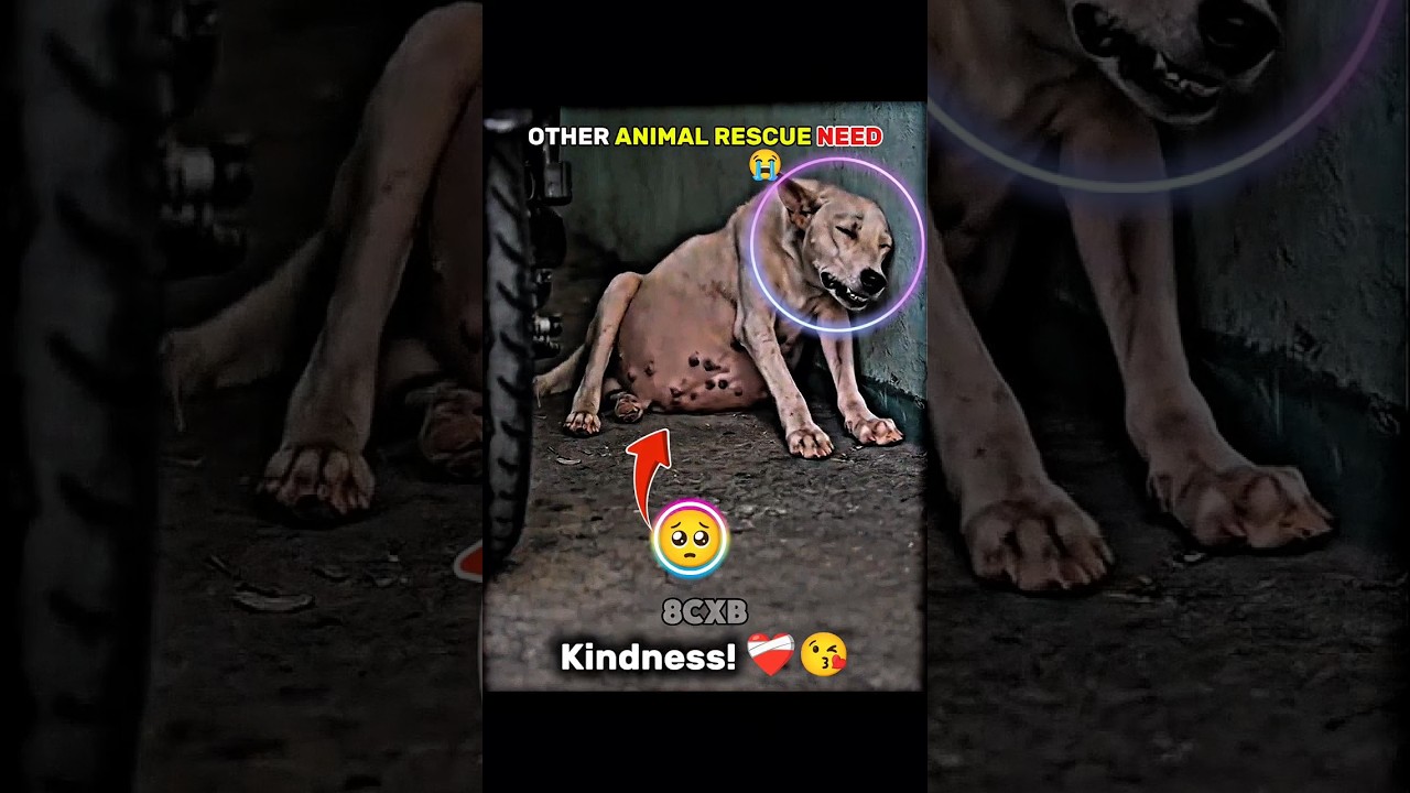 OTHER ANIMAL RESCUE NEED 😍 #respect