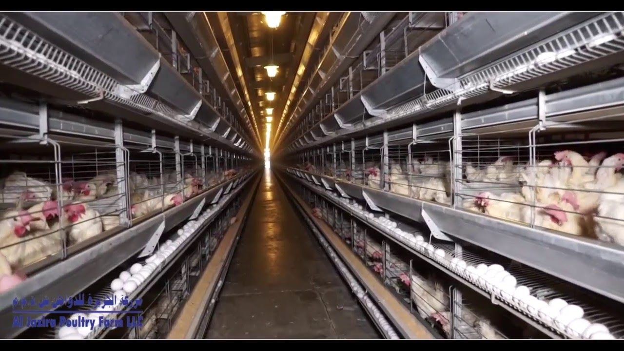 Al Jazira Poultry Farm LLC - Abu Dhabi, UAE