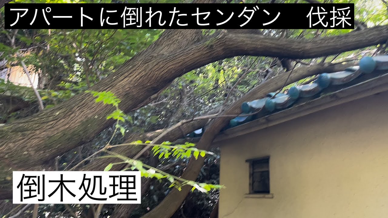 【倒木処理】アパートに倒れたセンダン　伐採