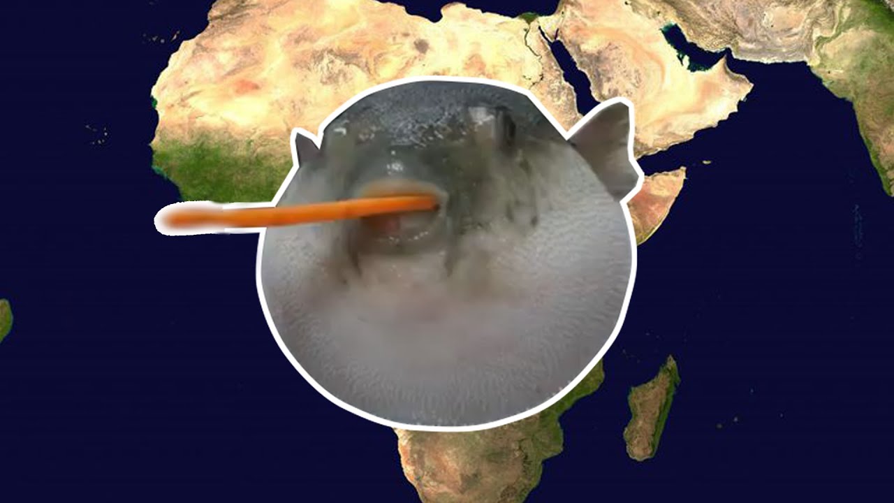 Pufferfish eats a carrot and plays Toto Africa