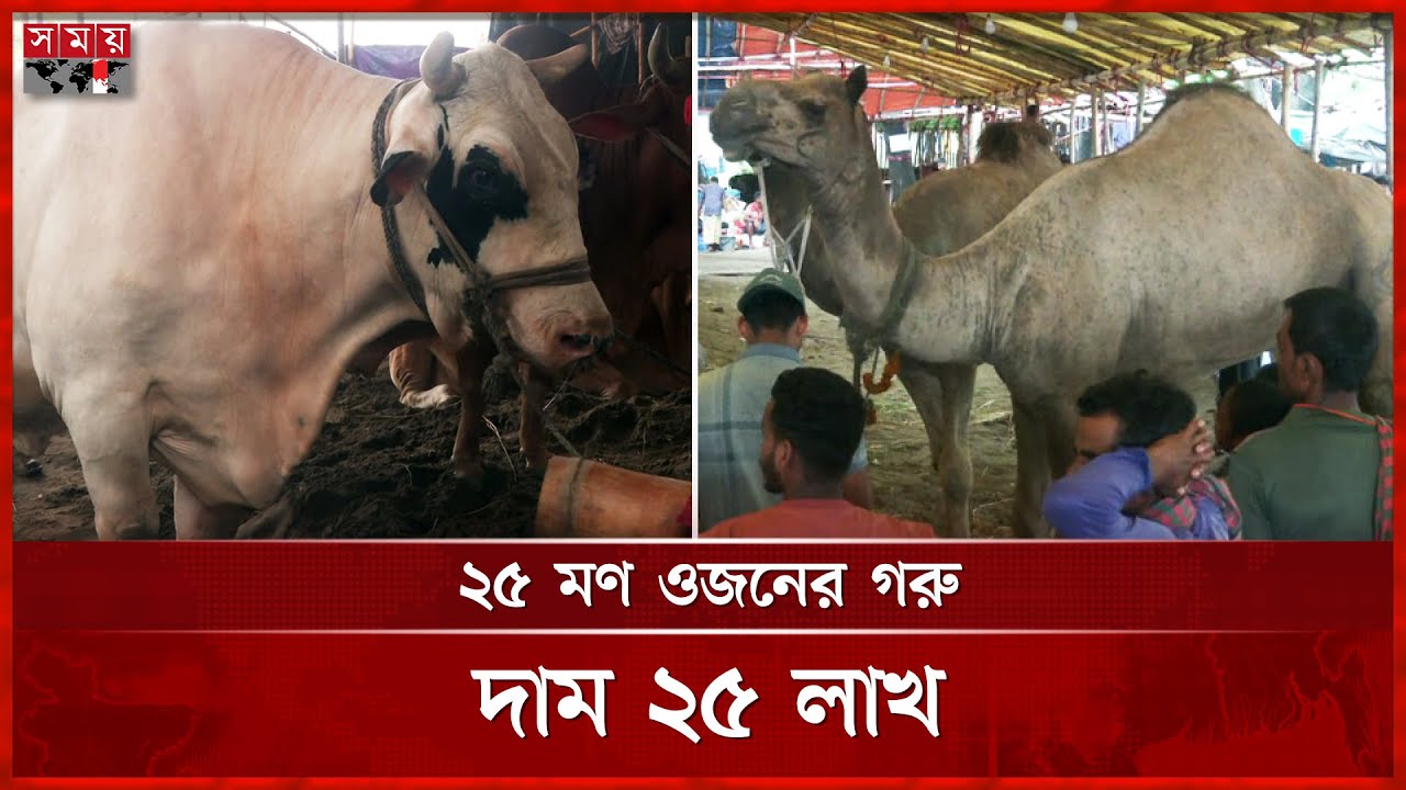 উটের আকর্ষণে চট্টগ্রামের পশুর হাটে ভিড় | Cow Haat | Qurbani Cow | Camel | Somoy TV
