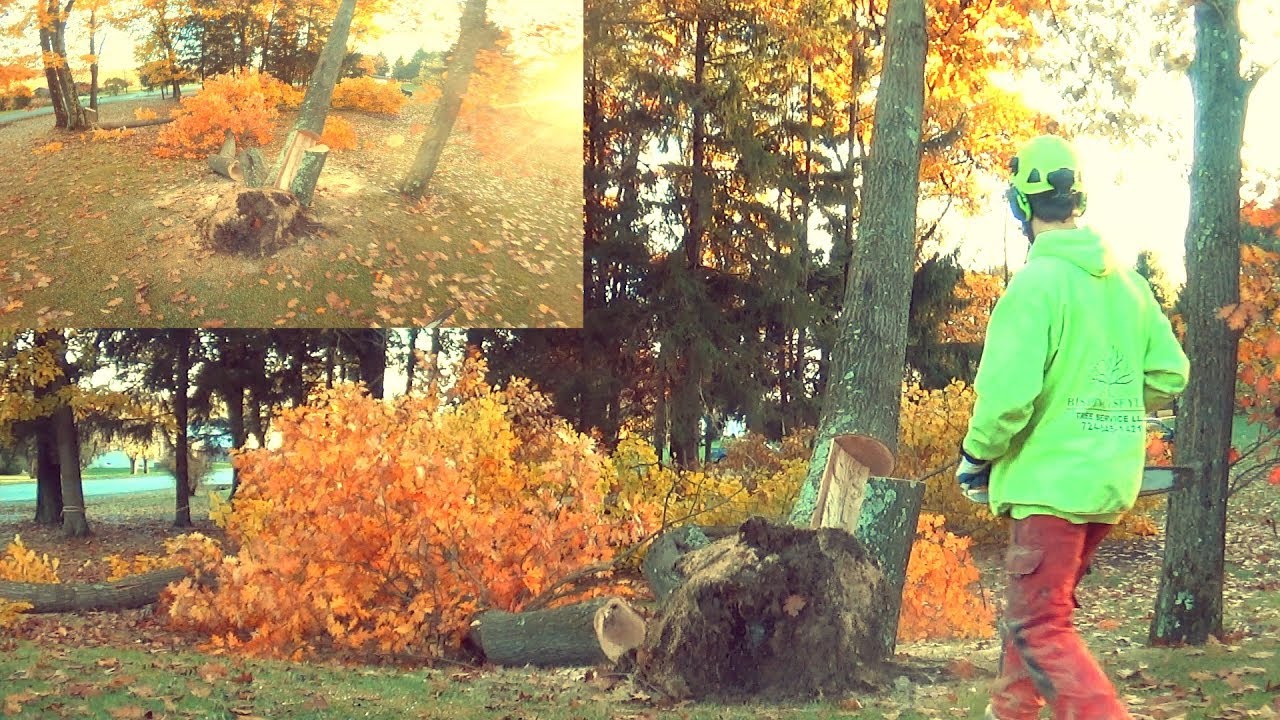 Storm Tree Removal (The Tree Uprooted When I Was Cutting It)
