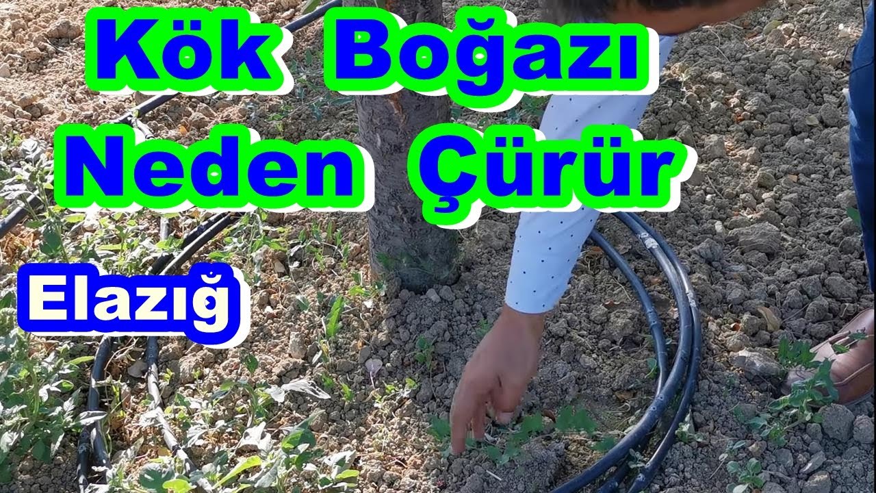 Kök Boğazı Çürüklüğü - Ağaçlarda Bitkilerde  Kök Boğazı Hastalıkları ile Mücadele