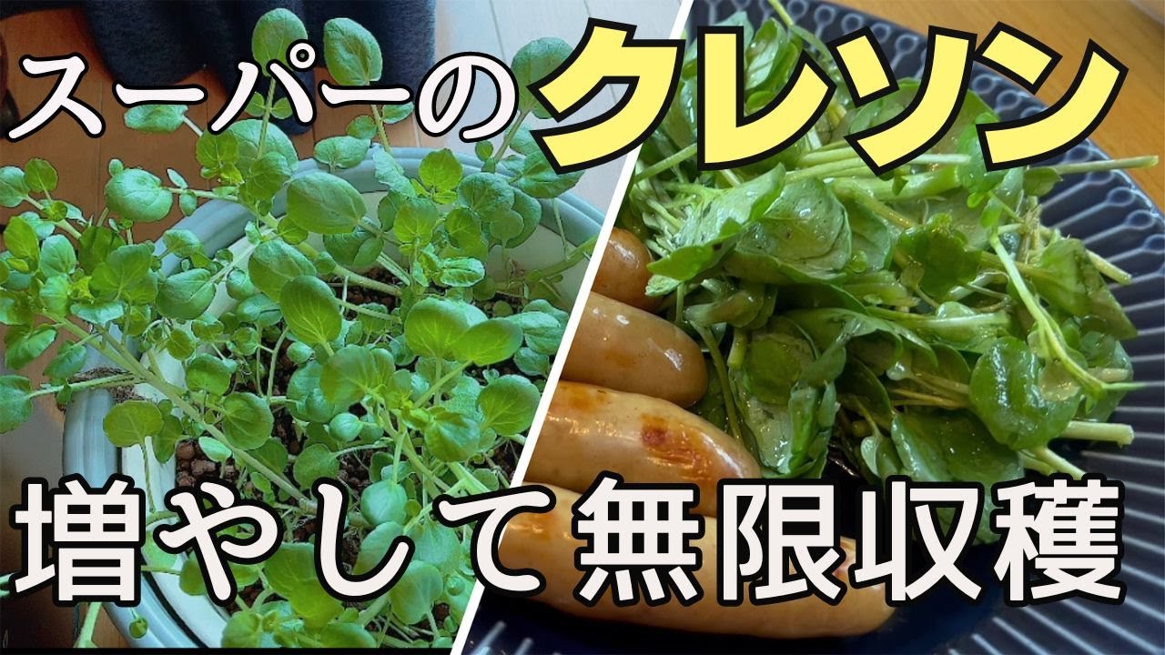 【クレソン】増え方と再生栽培のコツを掴めば自宅で何度も収穫♪～リボベジ＆無限栽培～