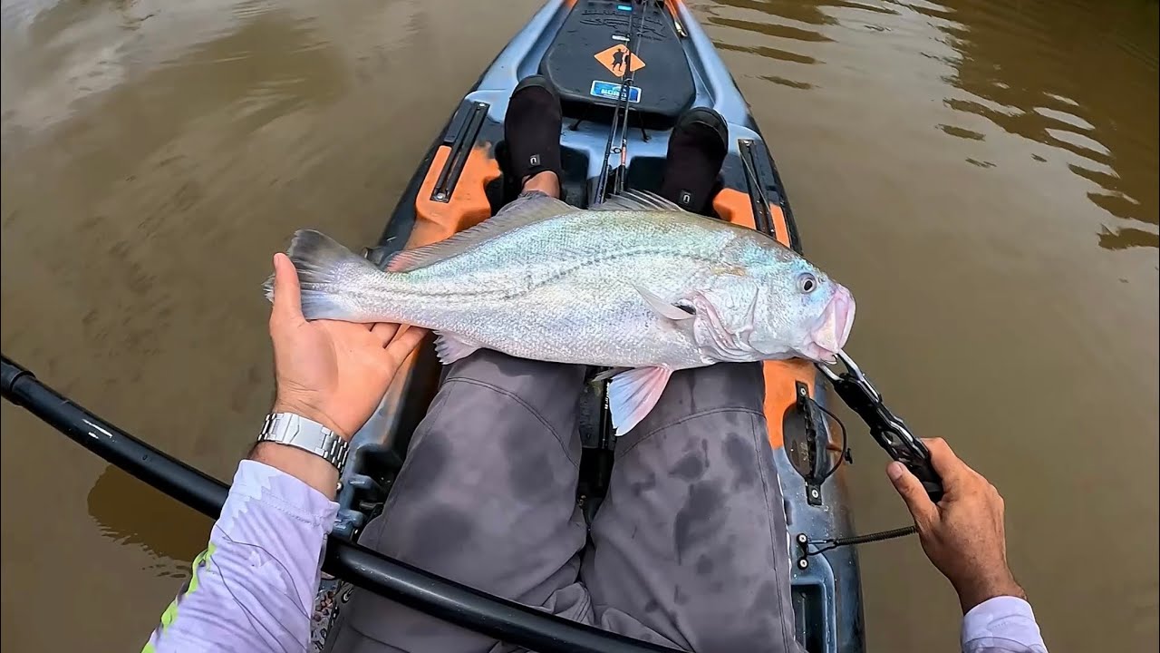 ACERTEI O DIA DAS CORVINAS GRANDES, pescaria!!