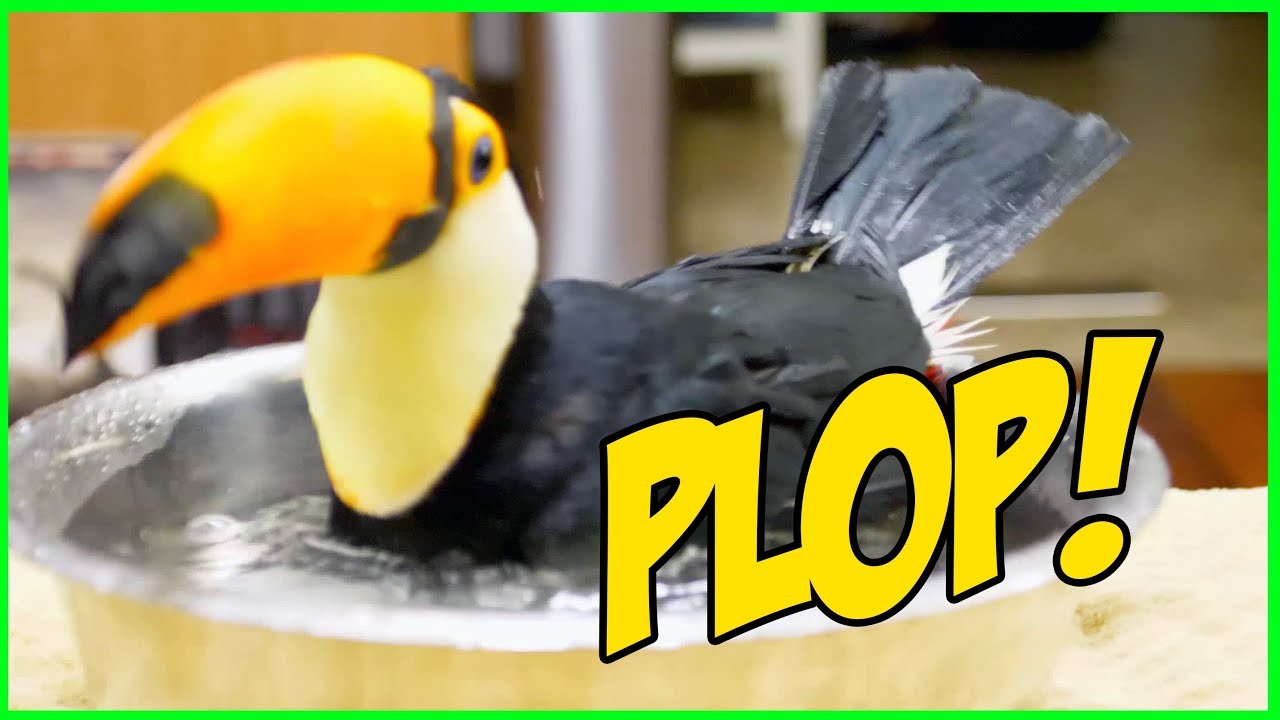 Bathing Toucan is Next Level ASMR! (SERIOUSLY RELAXING!)