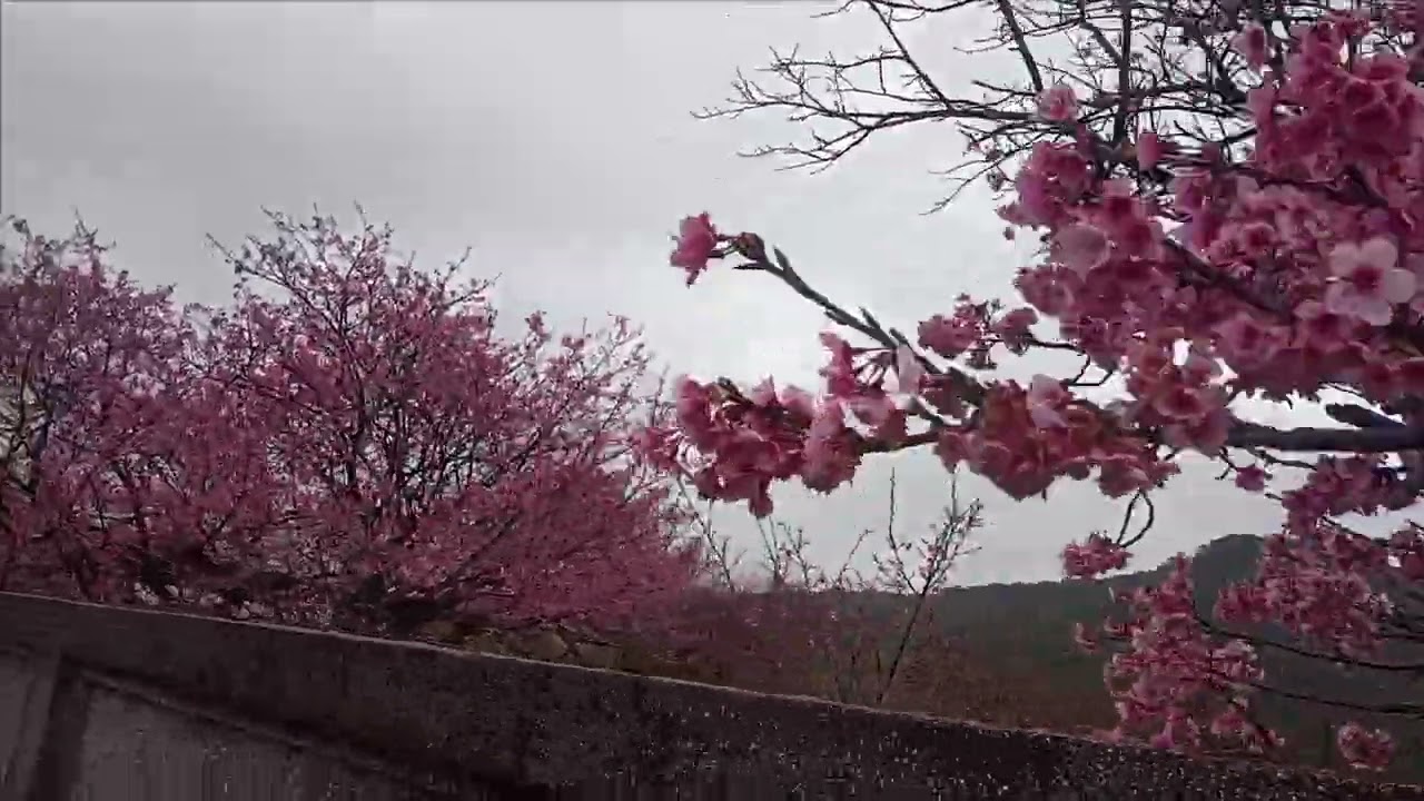 20260207 陽明山平菁街42巷櫻花