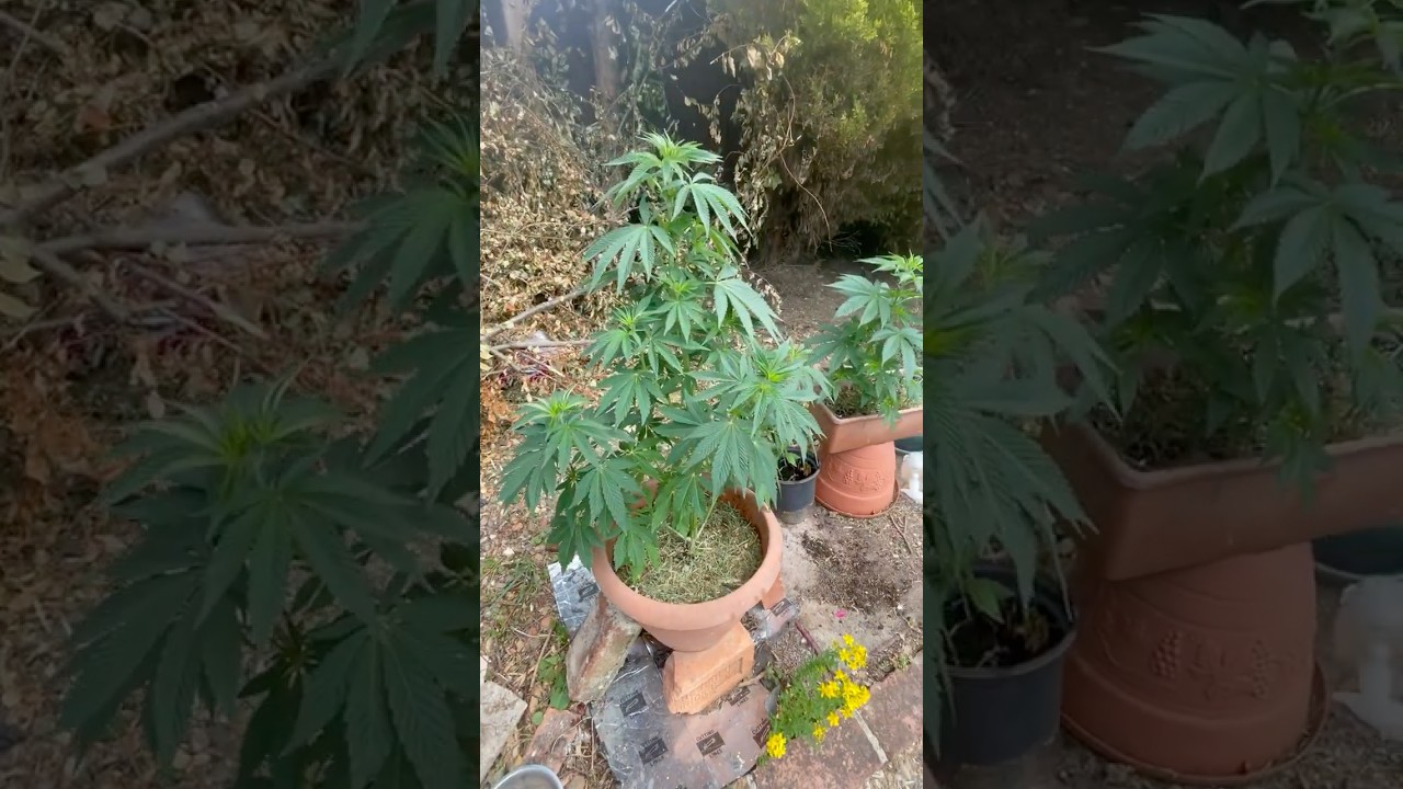 Outdoor uk weed / guerilla grow strawberry 🍓 plants Bagseed