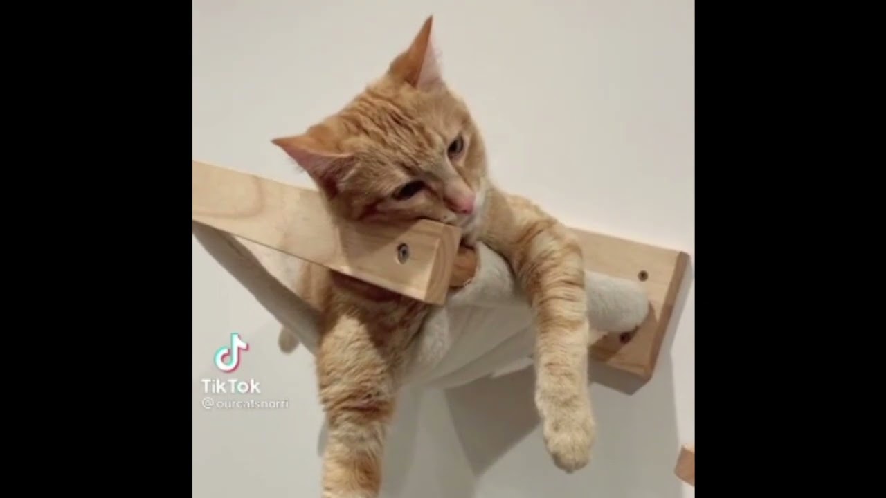 Funny Cats Video, Lovely Pets at home Try To Not Laugh