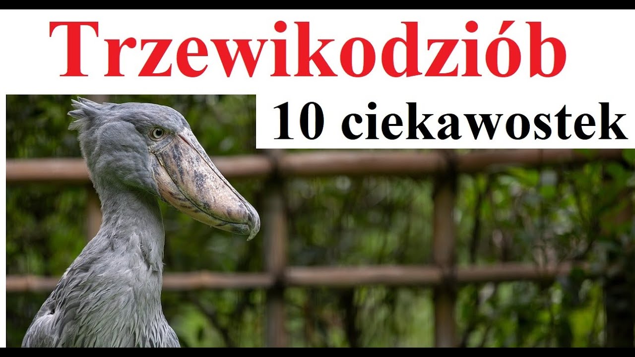 Trzewikodzi&oacute;b - 10 ciekawostek