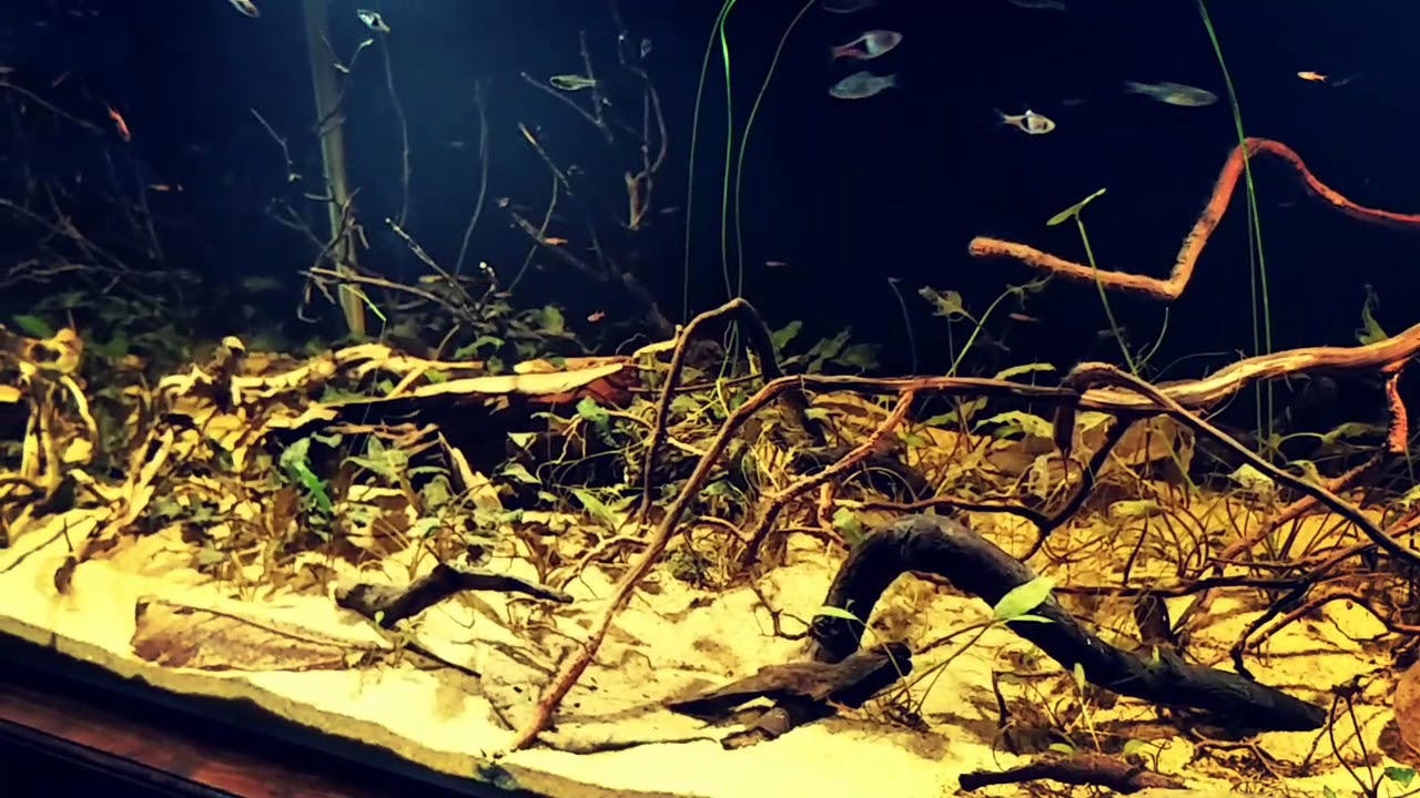 Southern of peninsular Malaysia, peat swamp, 324 L