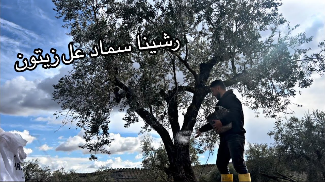 زرعنا شتلات العنب ورشينا سماد عل زيتون 🤗