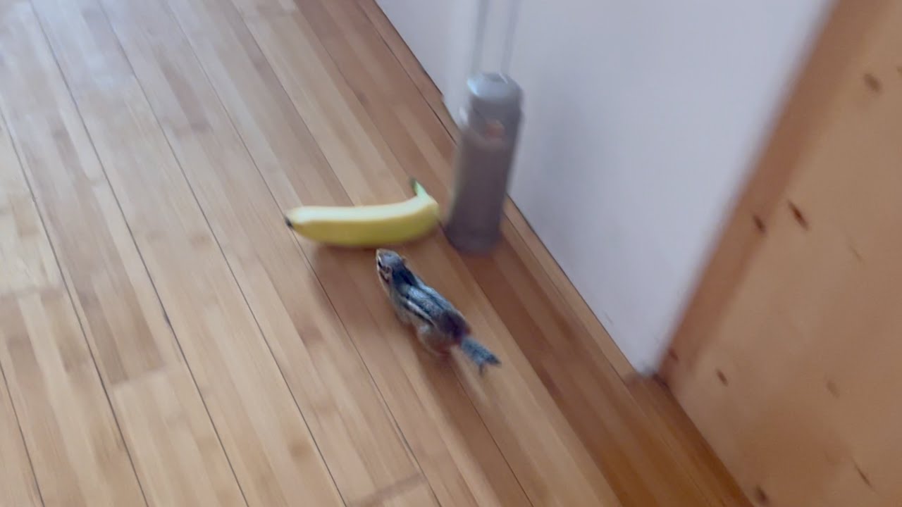 Реакция Барби на то, что она увидела банан в гостиной.