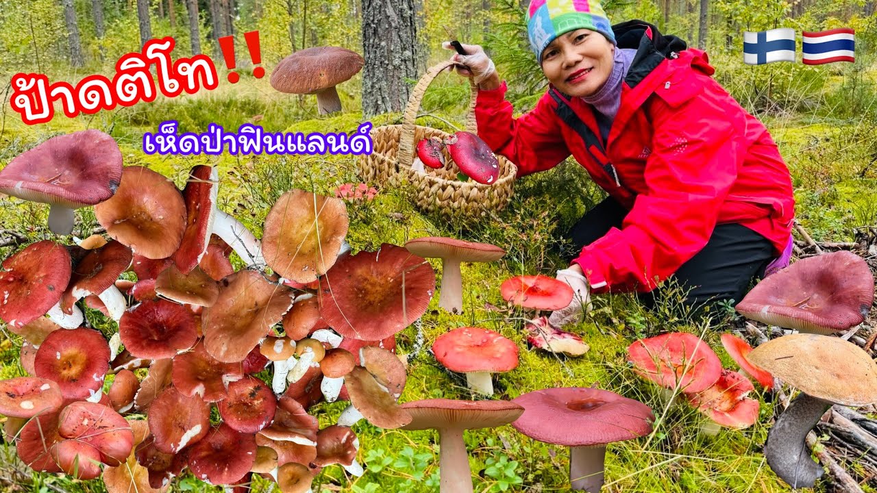 เก็บเห็ดป่าฟินแลนด์🍄‍🟫🇫🇮เห็ดก่อแดงน้ำหมากเห็ดม่วงออกเยอะมากเจอป่าบลูเบอรี่เก็บกินคาต้น@usa5659 