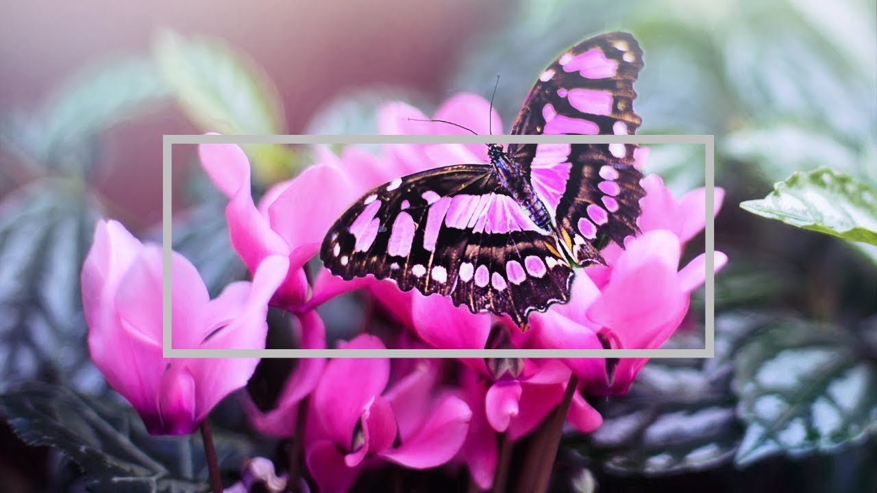 relaxing music for sleep meditation (no copyright) mood videos