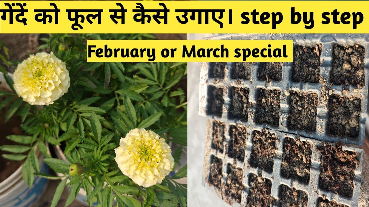 How to grow marigold gendha by seeds step by step #trending #marigold #gendha #stepbystep #gardening