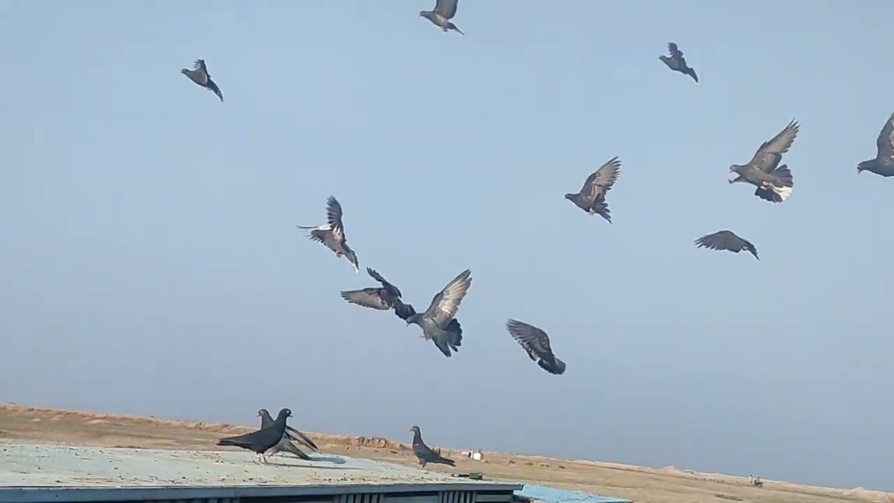 كيف انطير الطير الزين وكم مره انطيره