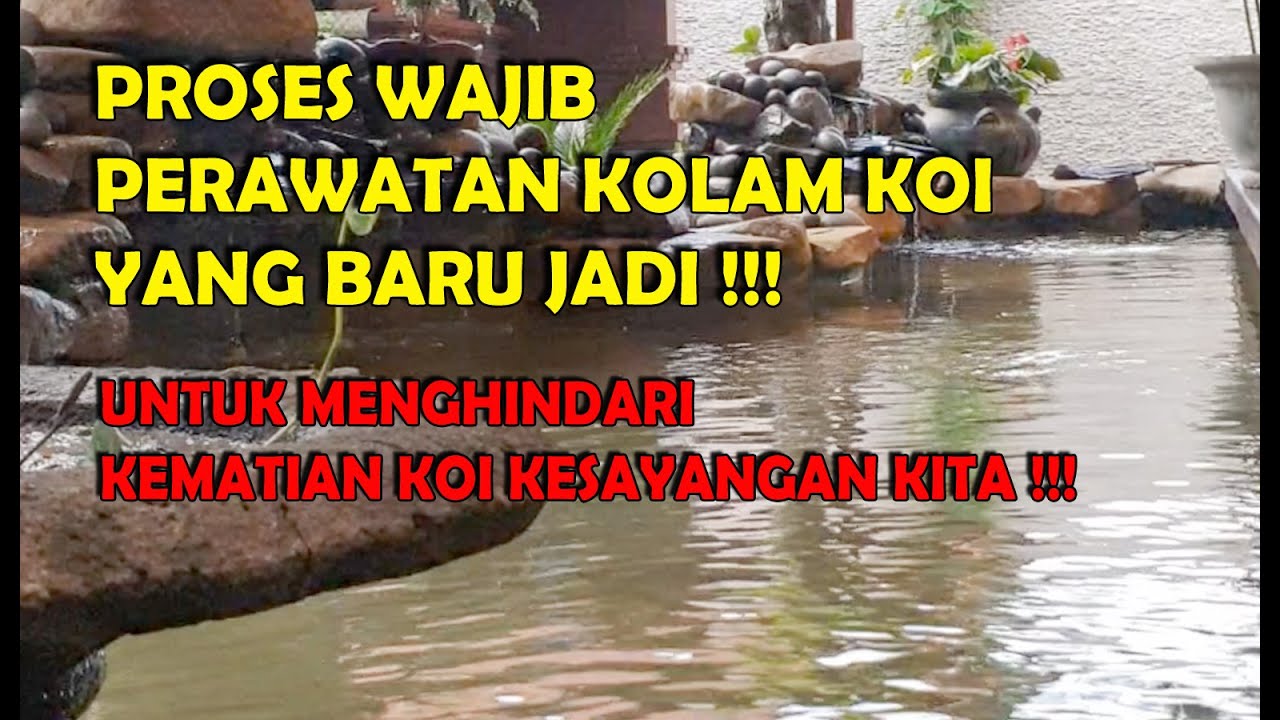 PROSES WAJIB PERAWATAN KOLAM KOI YANG BARU JADI