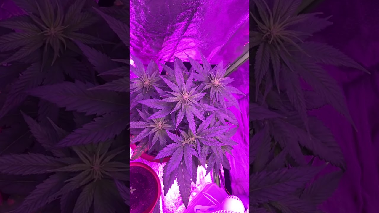 white skunk white label seeds