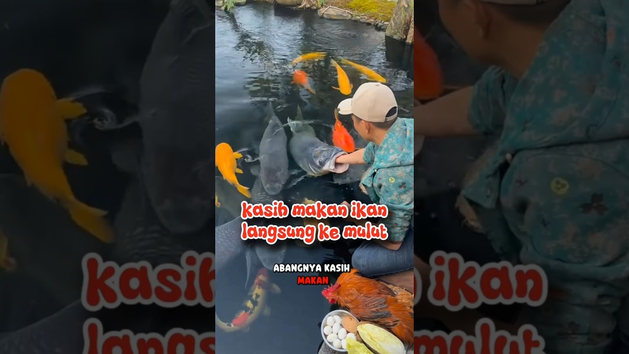 ketika ngasih makan ikan jumbo ke mulut 