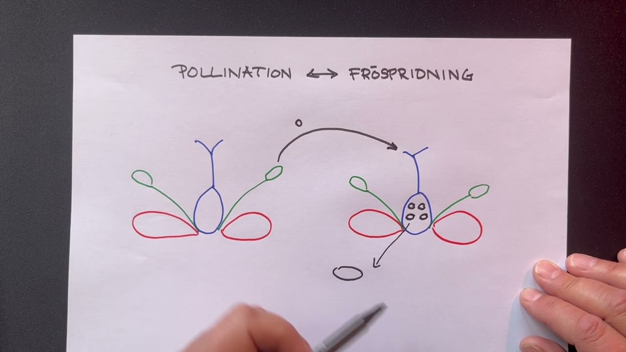Pollination kontra fröspridning – vad är skillnaden?