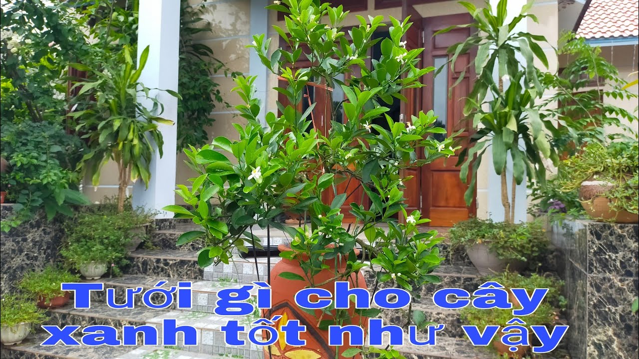 Thời điểm cho quất cảnh ăn đóng lộc thời kỳ chuẩn bị lấy hoa