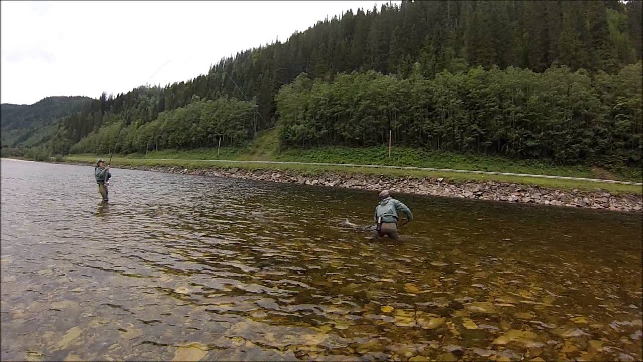 International Flyfishers Club Gaula 2014 Sawada Salmon