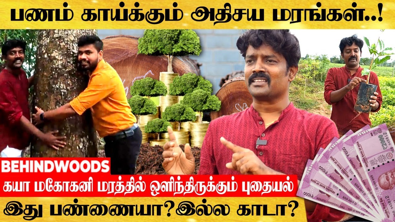 இந்த ஒரு மரம் இருந்தா வறுமையே இருக்காது..! பணத்தை கொட்டும் மரங்கள்..! - Ganesh Nursery Visit