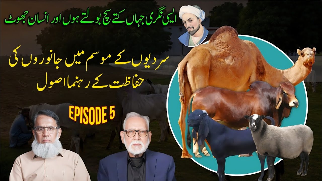 سردیوں کے موسم میں جانوروں کی صحت اور پیداواری صلاحیت کو برقرار رکھنے کے دیسی اور ولایتی ثوٹکے