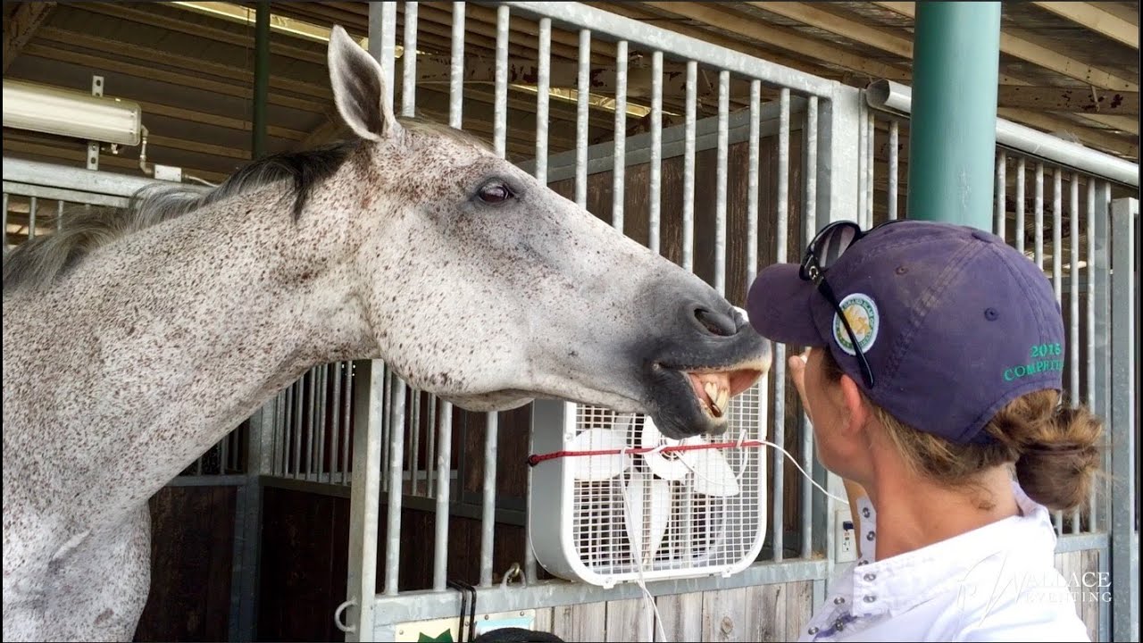 How To Teach Your Horse To Smile