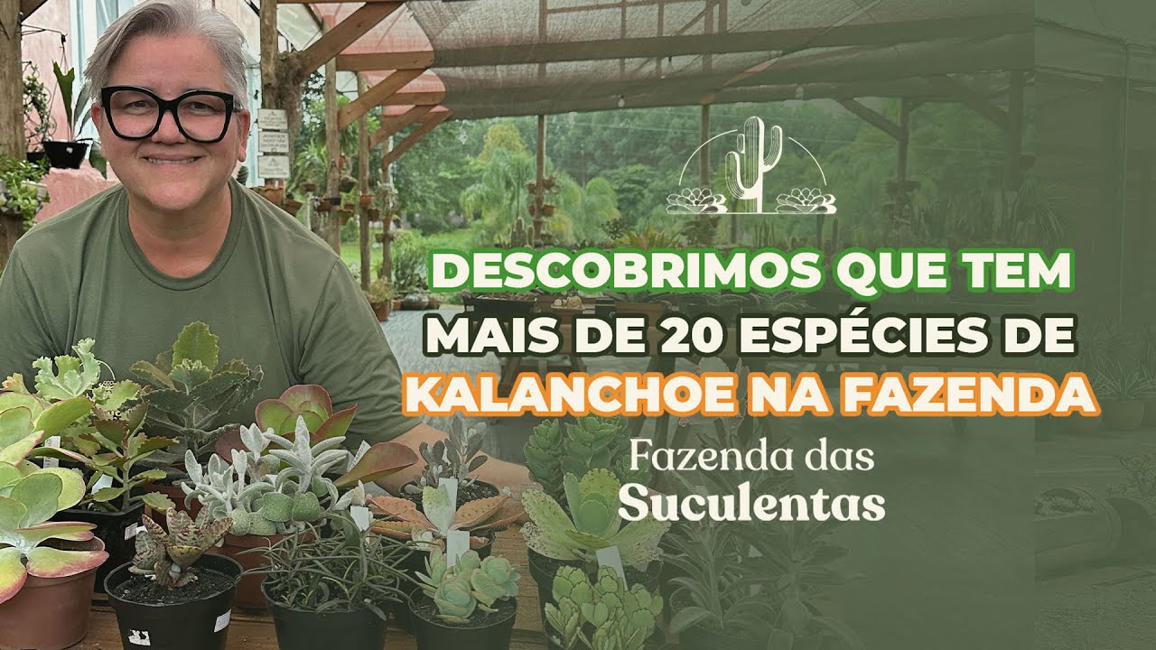 DESCOBRIMOS QUE TEM MAIS DE 20 ESPÉCIES DE KALANCHOE NA FAZENDA