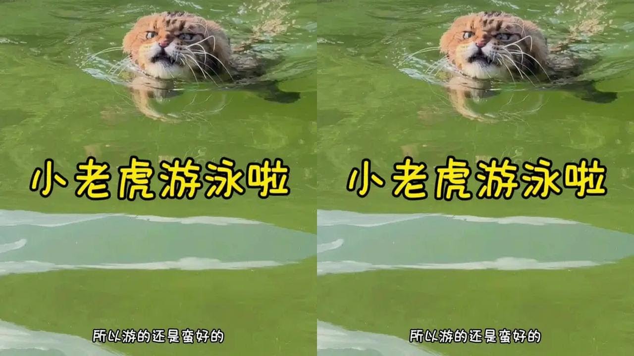 罗宾：还得是我儿子，这游泳一学就废……#高爷家猫粮#当代年轻人的养宠哲学#万物可爱计划