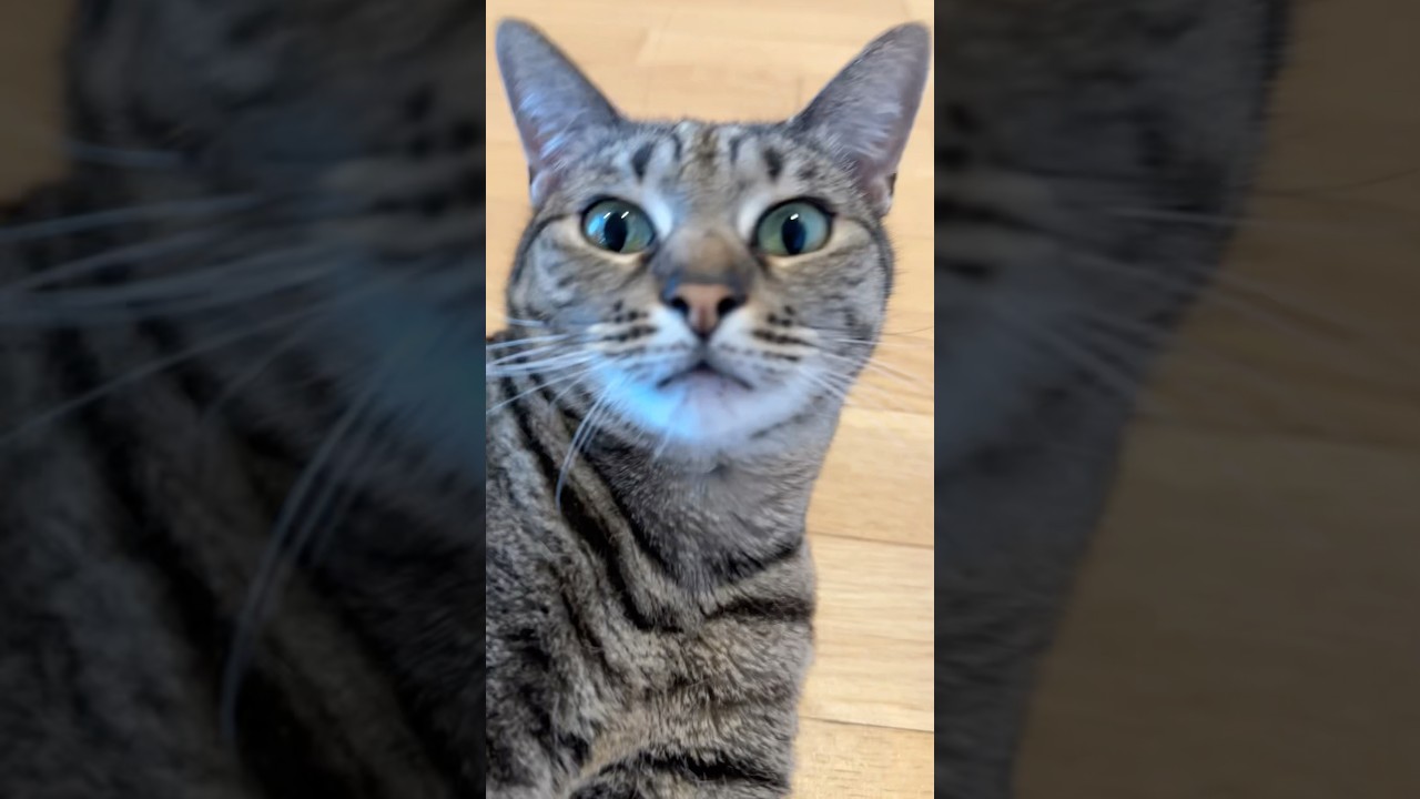 Paloma Blanca with my cat 😍 #palomablanca #trendcat #weirdcats #funnycatsvideos #alissia #catslove