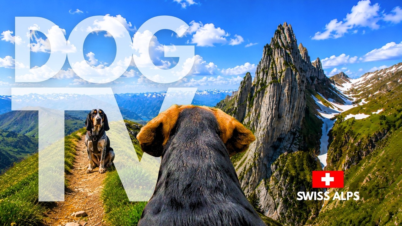 TheDogCam | 10hrs of Panoramic Virtual Dog Walks in the Swiss Alps 🐾🏔️ Dog POV