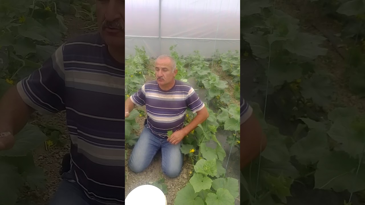 Salatalık serasında püf noktalar