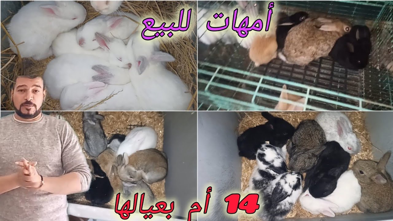 ارانب للبيع امهات بعيالها وعشار وسلاكات مستعمله الحق العرض قبل ما يخلص