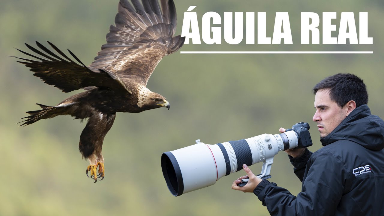 Fotografiando el &Aacute;GUILA REAL