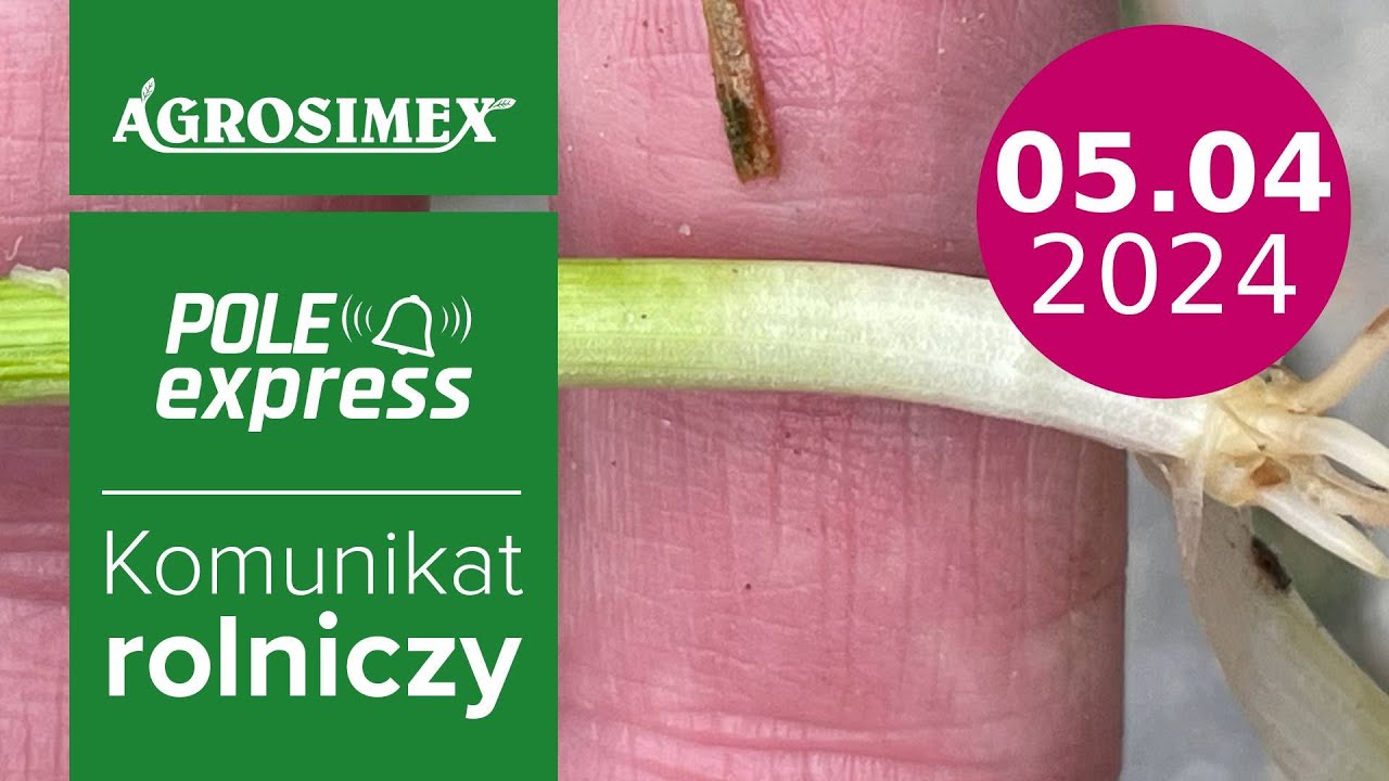 Zabieg T1 w zbożach komunikat POLE express | Agrosimex