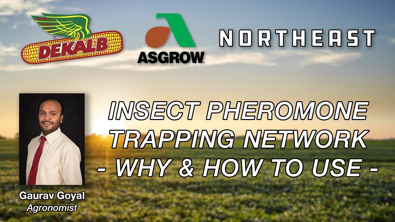 Insect Pheromone Trapping Network: Why & How to Use