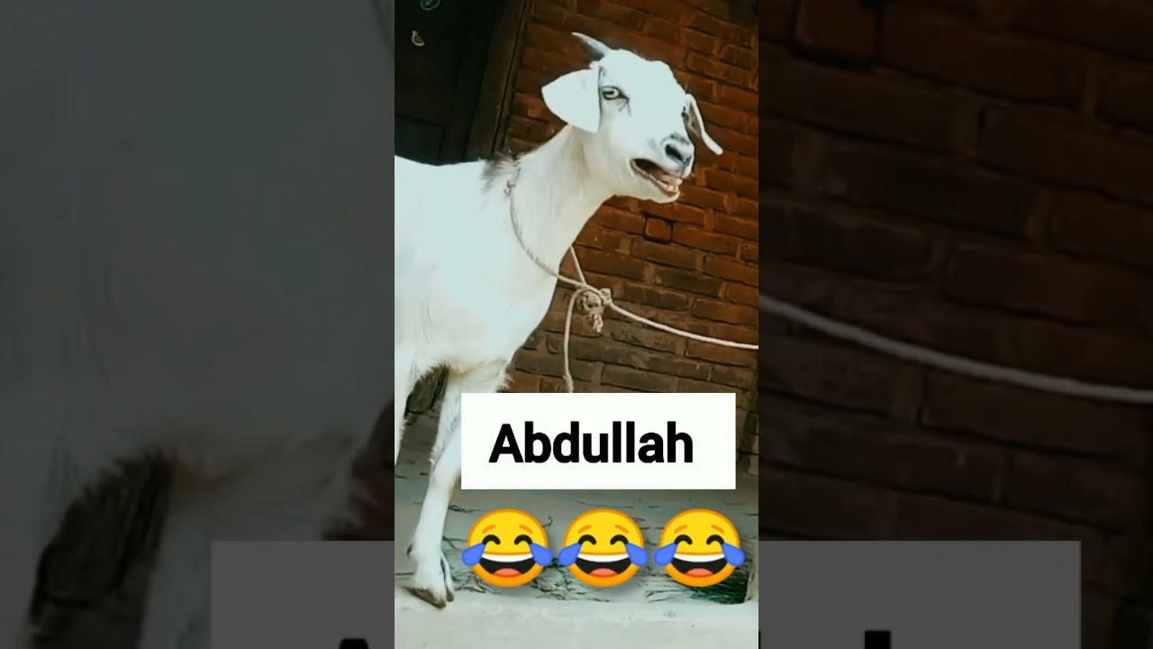 bakri funny video 