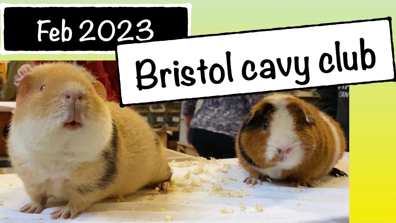 Bristol Cavy Club Show February 2023 fantastic guinea pig show #guineapig