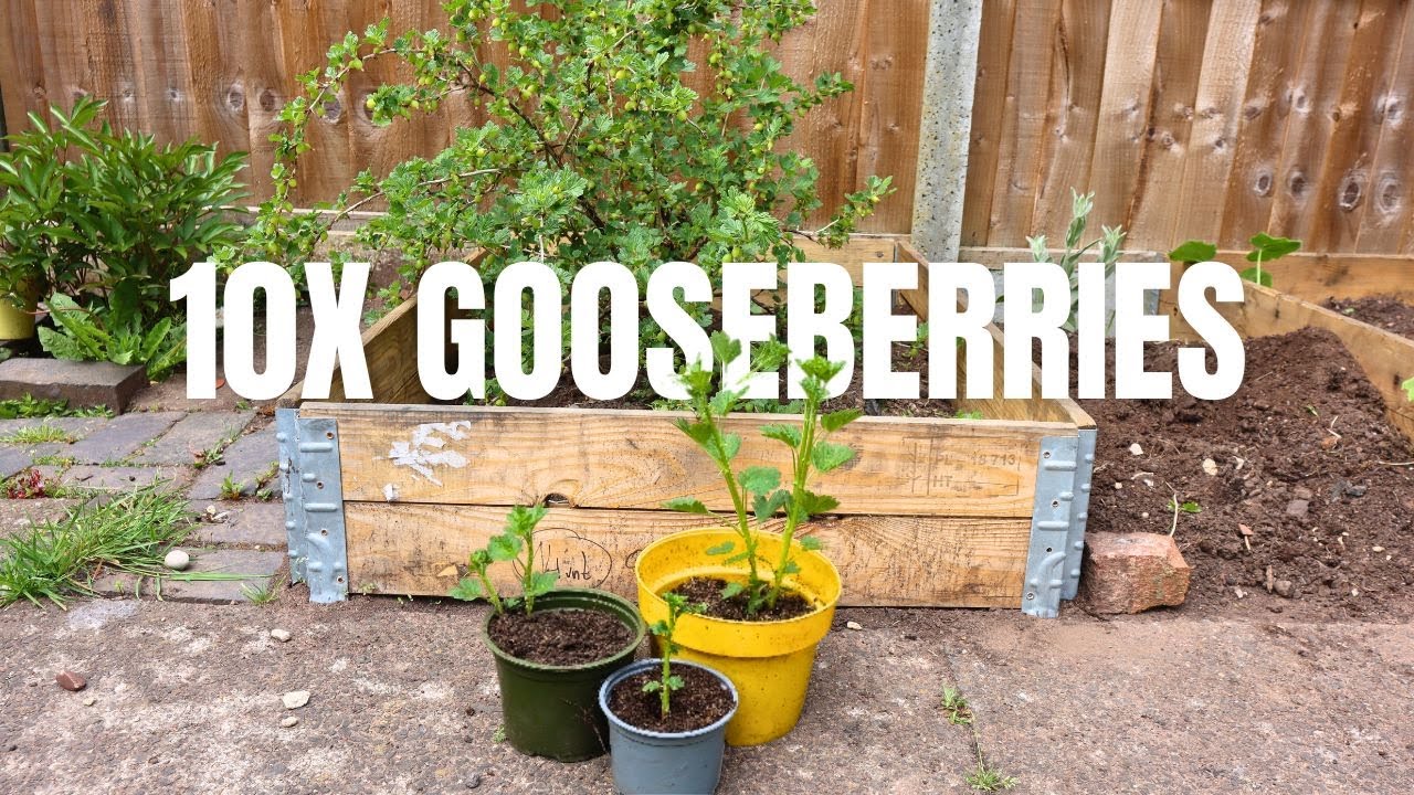 All Gooseberry Propagation Made Easy