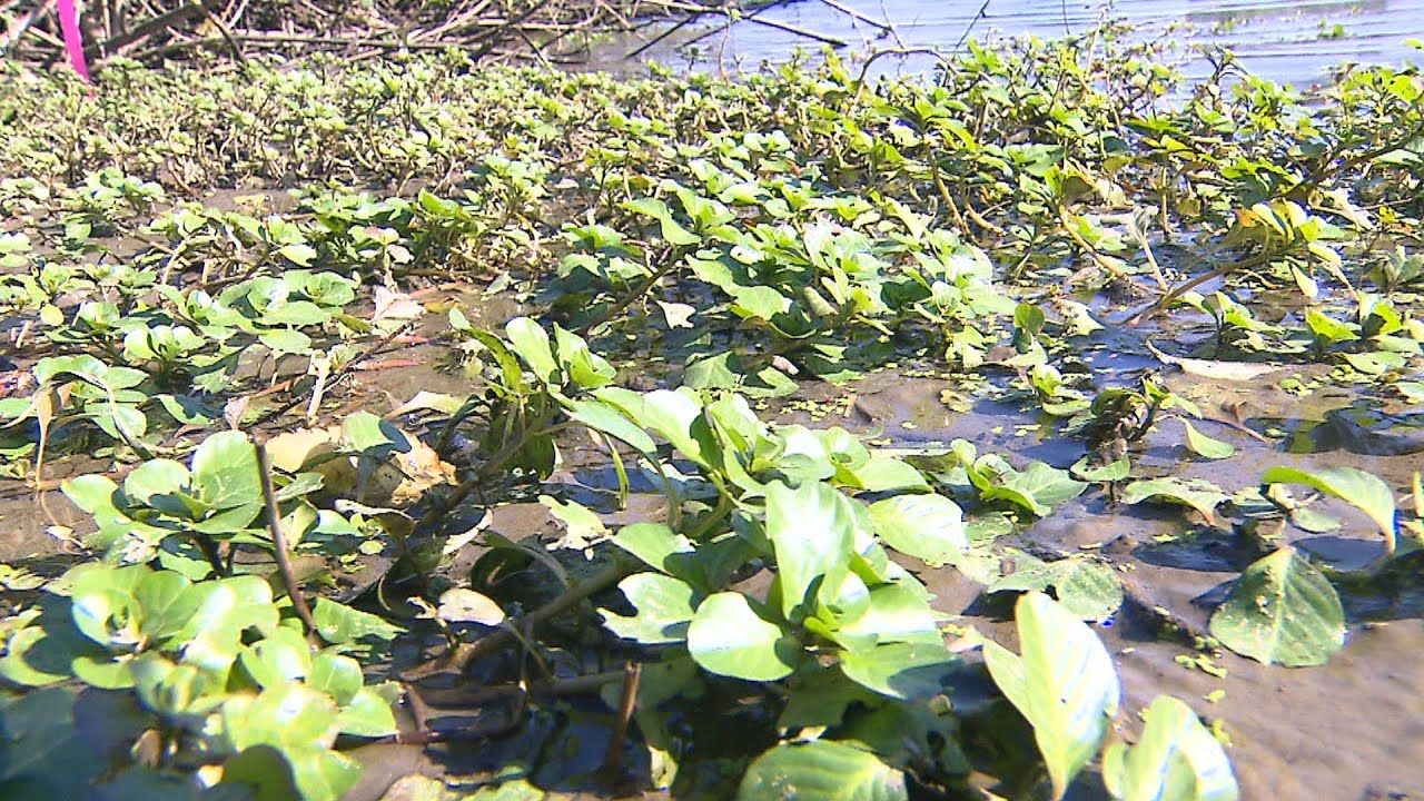 【特集】驚異的な繁殖力...琵琶湖の『外来植物』コツコツ駆除して10分の1以下に　それでも「葉っぱが川を流れ」京都や大阪へ（2020年10月7日）