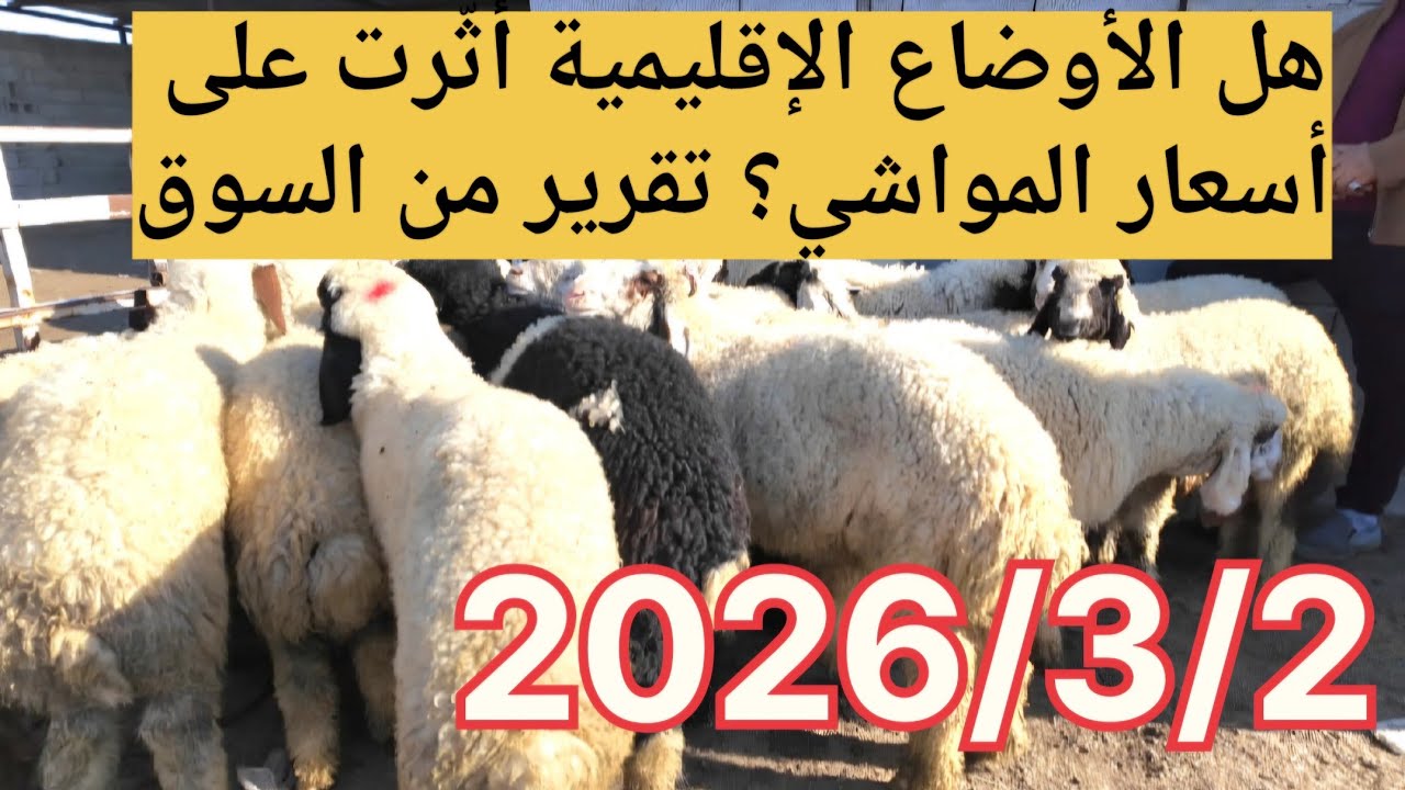هل الأوضاع الإقليمية أثّرت على أسعار المواشي؟ تقرير من السوق