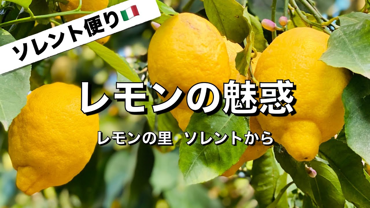 【ソレント海岸③】レモンの里 ソレントから 🍋   レモンの魅力 & リモンチェッロの作り方❗️